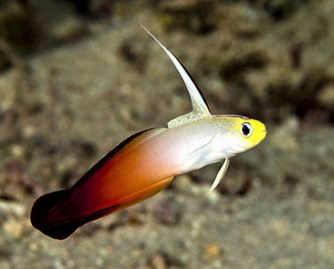 Firefish Goby (Quarantined)